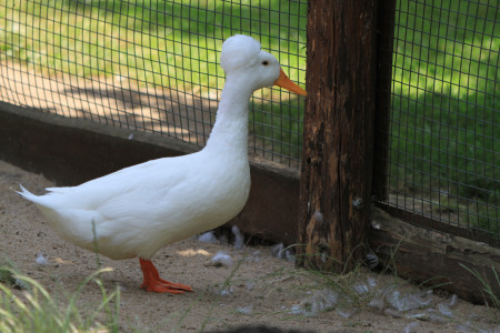 Kretsankka - uusi hiustyyli